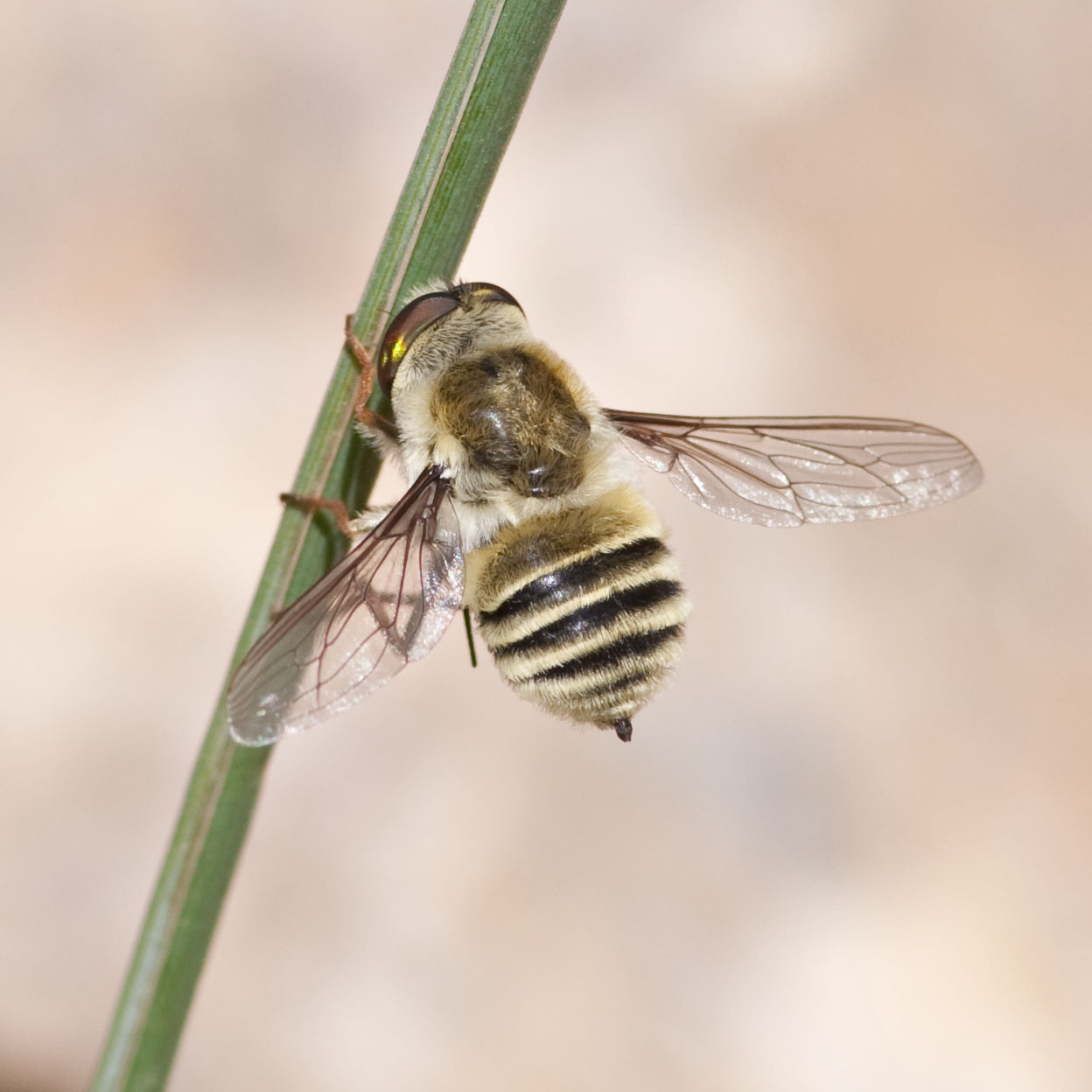 Neorhynchocephalus spec
